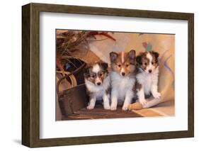 Three Shetland Sheepdog Puppies Sitting on a Buckboard-Zandria Muench Beraldo-Framed Photographic Print