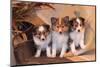 Three Shetland Sheepdog Puppies Sitting on a Buckboard-Zandria Muench Beraldo-Mounted Photographic Print