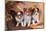 Three Shetland Sheepdog Puppies Sitting on a Buckboard-Zandria Muench Beraldo-Mounted Photographic Print