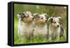 Three Shetland SheepPuppies-null-Framed Stretched Canvas