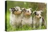 Three Shetland SheepPuppies-null-Stretched Canvas