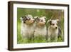 Three Shetland SheepPuppies-null-Framed Photographic Print