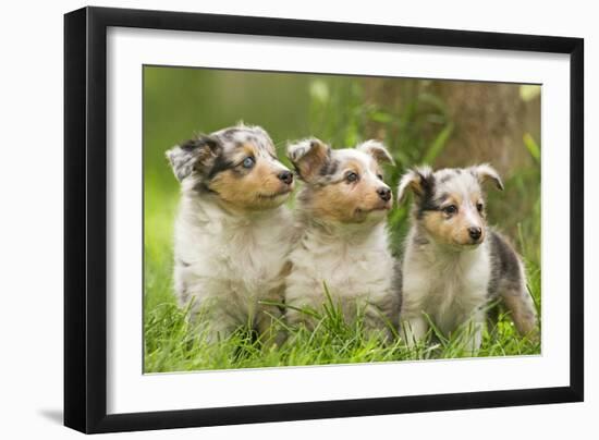 Three Shetland SheepPuppies-null-Framed Photographic Print