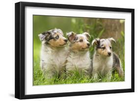 Three Shetland SheepPuppies-null-Framed Photographic Print