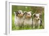 Three Shetland SheepPuppies-null-Framed Photographic Print