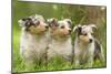 Three Shetland SheepPuppies-null-Mounted Photographic Print