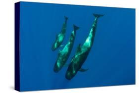 Three Short Finned Pilot Whales (Globicephala Macrorhynchus) Canary Islands, Spain, May 2009-Relanzón-Stretched Canvas