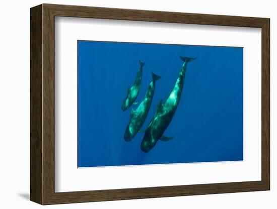 Three Short Finned Pilot Whales (Globicephala Macrorhynchus) Canary Islands, Spain, May 2009-Relanzón-Framed Photographic Print