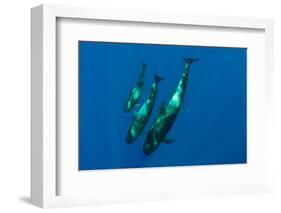 Three Short Finned Pilot Whales (Globicephala Macrorhynchus) Canary Islands, Spain, May 2009-Relanzón-Framed Photographic Print