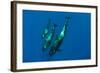 Three Short Finned Pilot Whales (Globicephala Macrorhynchus) Canary Islands, Spain, May 2009-Relanzón-Framed Photographic Print
