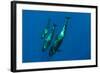 Three Short Finned Pilot Whales (Globicephala Macrorhynchus) Canary Islands, Spain, May 2009-Relanzón-Framed Photographic Print