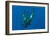 Three Short Finned Pilot Whales (Globicephala Macrorhynchus) Canary Islands, Spain, May 2009-Relanzón-Framed Photographic Print