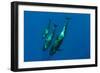 Three Short Finned Pilot Whales (Globicephala Macrorhynchus) Canary Islands, Spain, May 2009-Relanzón-Framed Photographic Print