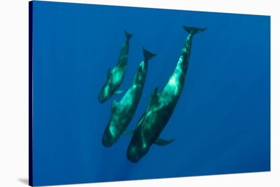 Three Short Finned Pilot Whales (Globicephala Macrorhynchus) Canary Islands, Spain, May 2009-Relanzón-Stretched Canvas