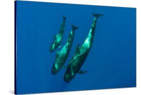 Three Short Finned Pilot Whales (Globicephala Macrorhynchus) Canary Islands, Spain, May 2009-Relanzón-Stretched Canvas