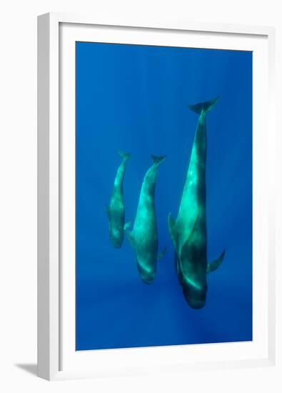 Three Shortfin Pilot Whales (Globicephala Macrorhynchus) Canary Islands, Spain, Europe, May 2009-Relanzón-Framed Premium Photographic Print