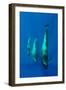 Three Shortfin Pilot Whales (Globicephala Macrorhynchus) Canary Islands, Spain, Europe, May 2009-Relanzón-Framed Photographic Print