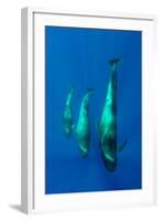 Three Shortfin Pilot Whales (Globicephala Macrorhynchus) Canary Islands, Spain, Europe, May 2009-Relanzón-Framed Photographic Print