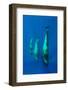 Three Shortfin Pilot Whales (Globicephala Macrorhynchus) Canary Islands, Spain, Europe, May 2009-Relanzón-Framed Photographic Print