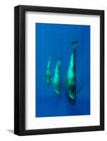 Three Shortfin Pilot Whales (Globicephala Macrorhynchus) Canary Islands, Spain, Europe, May 2009-Relanzón-Framed Photographic Print