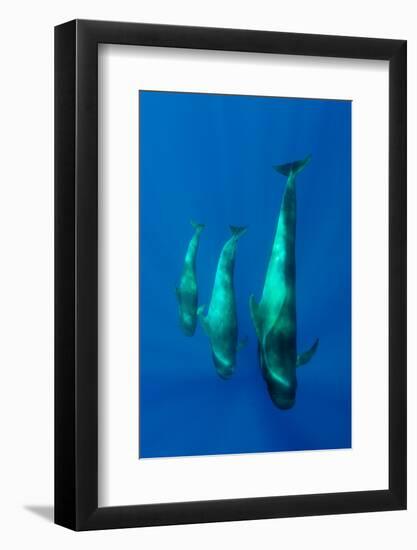 Three Shortfin Pilot Whales (Globicephala Macrorhynchus) Canary Islands, Spain, Europe, May 2009-Relanzón-Framed Photographic Print