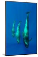 Three Shortfin Pilot Whales (Globicephala Macrorhynchus) Canary Islands, Spain, Europe, May 2009-Relanzón-Mounted Photographic Print