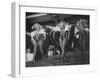 Three Showgirls on Stage at the Lido Club-Gjon Mili-Framed Photographic Print