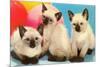 Three Siamese Kittens-null-Mounted Art Print