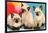 Three Siamese Kittens-null-Framed Art Print