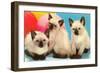 Three Siamese Kittens-null-Framed Art Print