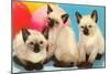 Three Siamese Kittens-null-Mounted Art Print