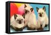 Three Siamese Kittens-null-Framed Stretched Canvas