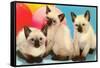Three Siamese Kittens-null-Framed Stretched Canvas