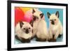 Three Siamese Kittens-null-Framed Premium Giclee Print