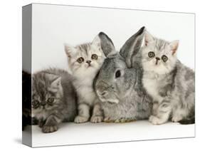 Three Silver Exotic Kittens with Silver Lop Rabbit-Jane Burton-Stretched Canvas