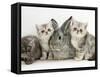 Three Silver Exotic Kittens with Silver Lop Rabbit-Jane Burton-Framed Stretched Canvas