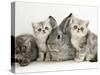 Three Silver Exotic Kittens with Silver Lop Rabbit-Jane Burton-Stretched Canvas