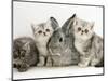 Three Silver Exotic Kittens with Silver Lop Rabbit-Jane Burton-Mounted Premium Photographic Print