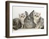 Three Silver Exotic Kittens with Silver Lop Rabbit-Jane Burton-Framed Photographic Print