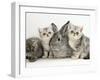 Three Silver Exotic Kittens with Silver Lop Rabbit-Jane Burton-Framed Photographic Print