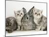 Three Silver Exotic Kittens with Silver Lop Rabbit-Jane Burton-Mounted Photographic Print