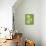 Three Slices of Cucumber on a Green Surface-Steven Morris-Mounted Photographic Print displayed on a wall