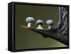 Three Slime mould sporangia growing along spike of Holly, UK-Andy Sands-Framed Stretched Canvas