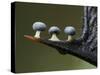 Three Slime mould sporangia growing along spike of Holly, UK-Andy Sands-Stretched Canvas