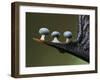 Three Slime mould sporangia growing along spike of Holly, UK-Andy Sands-Framed Photographic Print