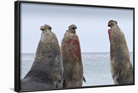 Three Southern Elephant Seal (Mirounga Leonina) Bulls Rear Up Whilst Doing Battle-Eleanor-Framed Photographic Print