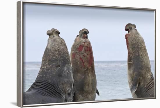 Three Southern Elephant Seal (Mirounga Leonina) Bulls Rear Up Whilst Doing Battle-Eleanor-Framed Photographic Print