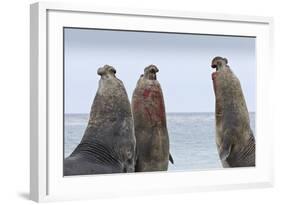 Three Southern Elephant Seal (Mirounga Leonina) Bulls Rear Up Whilst Doing Battle-Eleanor-Framed Photographic Print