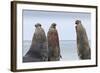 Three Southern Elephant Seal (Mirounga Leonina) Bulls Rear Up Whilst Doing Battle-Eleanor-Framed Photographic Print