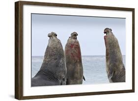 Three Southern Elephant Seal (Mirounga Leonina) Bulls Rear Up Whilst Doing Battle-Eleanor-Framed Photographic Print